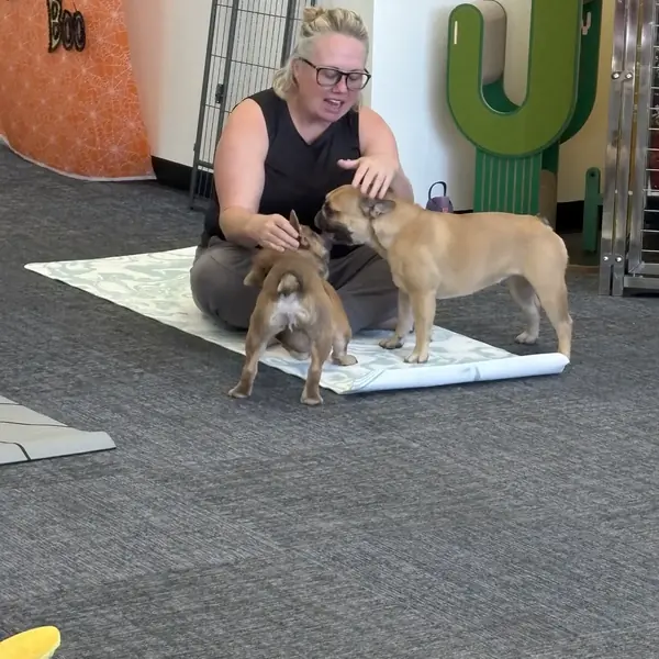 Puppies greeting guests during yoga at K9 Rox Club